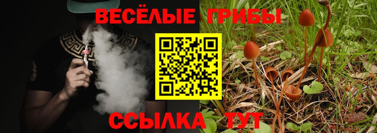 Псилоцибиновые грибы Psilocybe Тобольск